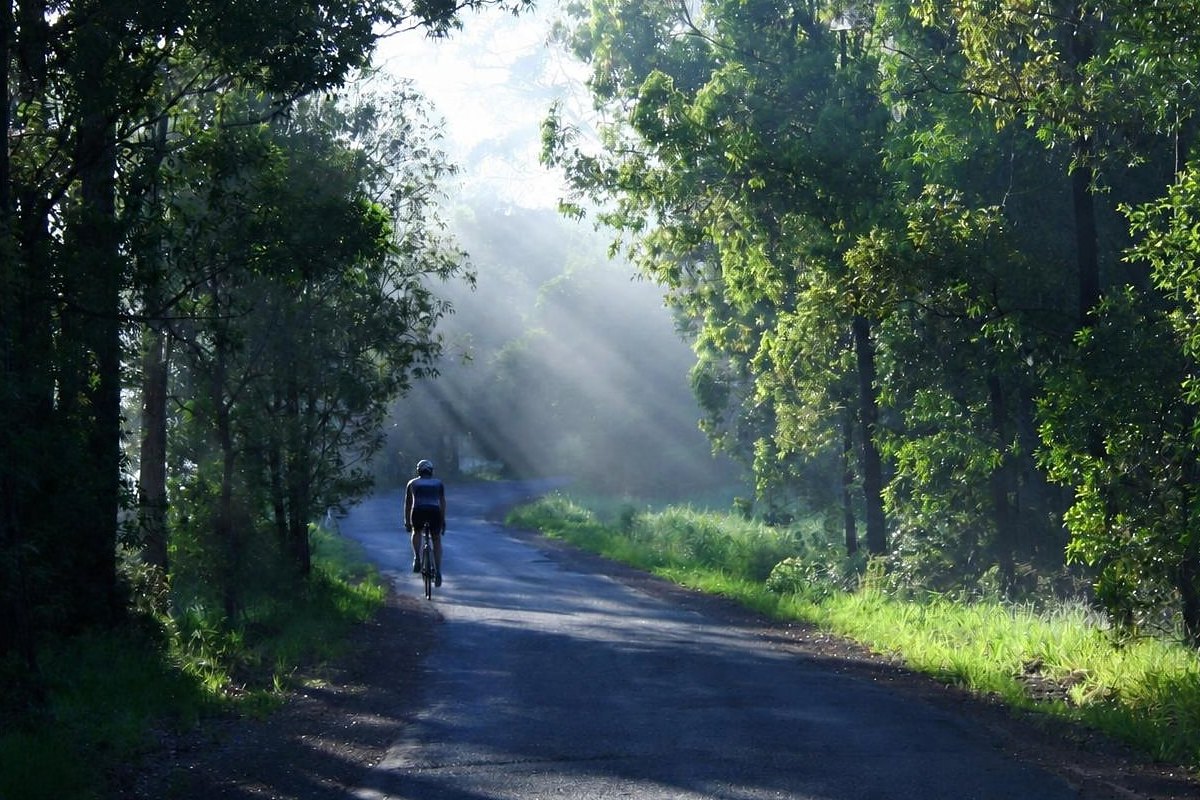 Road cyclist riding a quiet forest road in morning light